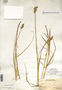 Carex alata image