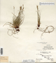 Carex albicans var. albicans image