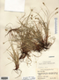Carex albicans var. albicans image