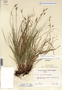 Carex albicans var. albicans image