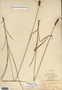 Carex annectens var. xanthocarpa image