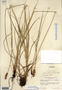 Carex annectens var. xanthocarpa image