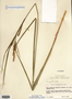 Carex aquatilis var. substricta image