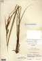 Carex aquatilis var. substricta image