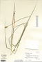 Carex bebbii image