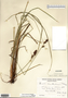Carex buxbaumii image
