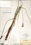 Carex buxbaumii image