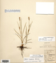 Carex crawei image