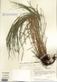Carex cristatella image