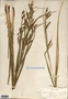 Carex davisii image