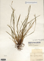Carex digitalis var. digitalis image