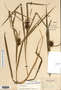 Carex grayi image