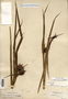 Carex grayi image