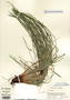 Carex jamesii image