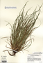 Carex jamesii image