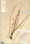Carex lasiocarpa image