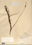 Carex limosa image