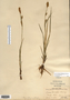 Carex meadii image