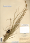 Carex molesta image