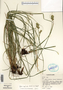 Carex molesta image