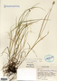 Carex molesta image