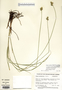 Carex molesta image