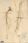 Carex radiata image