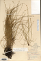 Carex radiata image