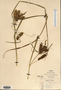 Carex retrorsa image