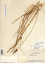Carex sartwellii image