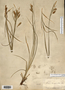 Carex sprengelii image