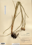Carex squarrosa image