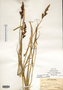Carex stipata var. stipata image
