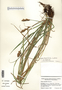 Carex tribuloides var. tribuloides image