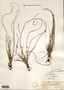 Carex umbellata image