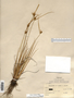 Carex viridula image