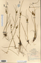 Carex viridula image