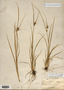 Carex viridula image