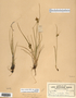 Carex viridula image
