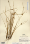 Carex viridula image