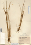 Carex viridula image