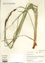 Carex haydenii image