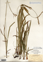 Carex hirtifolia image