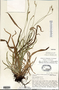 Carex hirtifolia image