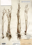 Juncus alpinoarticulatus image