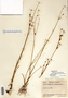 Juncus alpinoarticulatus image