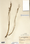 Juncus alpinoarticulatus image