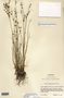 Juncus alpinoarticulatus image