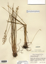 Juncus alpinoarticulatus image