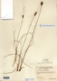 Juncus greenei image